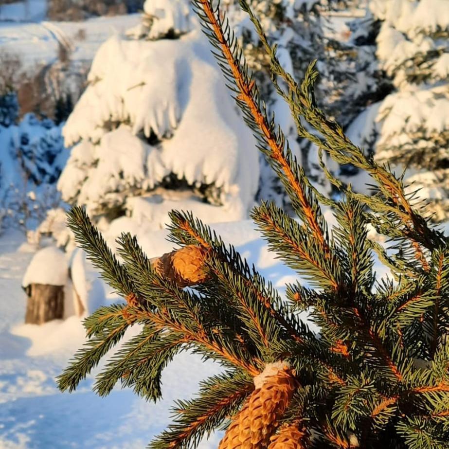 Chata Drewniana Stefanowka Slemien Exterior foto